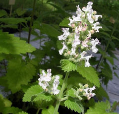 Catmint [Nepeta cataria]