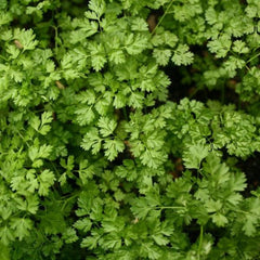 Chervil [Anthriscus cerefolium]