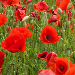  Red Poppy - Corn Poppy [Papaver rhoeas]