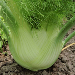 Fennel Bulbs Selma [Foeniculum vulgare]