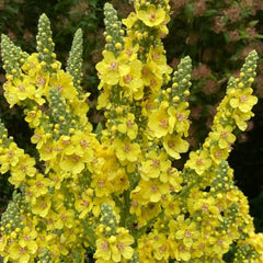 Königskerze [Verbascum densiflorum]