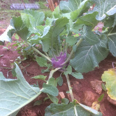 Kohlrabi Dyna [Brassica oleracea var. gongylodes]