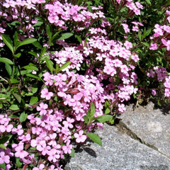 Kriechendes Seifenkraut [Saponaria ocymoides]