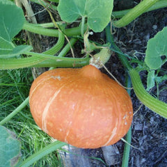 Kürbis Hokkaido Red Kuri [Cucurbita maxima]