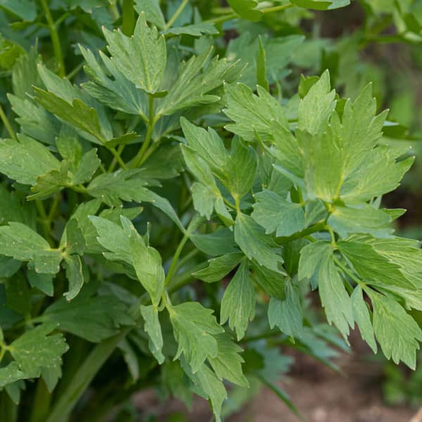 Liebstöckel [Levisticum officinale]