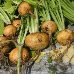 Mairübe Golden Ball [Brassica rapa subsp. rapa var. majalis]