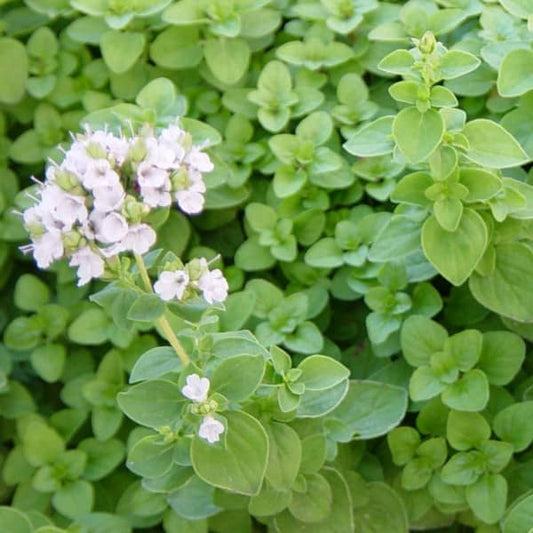 Majoran [Origanum majorana]