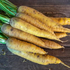 Möhre Gelbe Gochsheimer [Daucus carota]