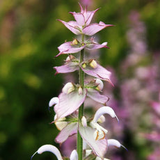 Clary Sage [Salvia sclarea]