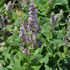 Clary Sage [Salvia sclarea]