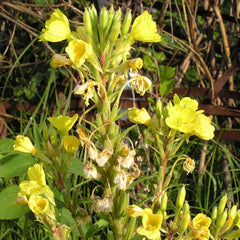 Evening Primrose [Oenothera biennis]