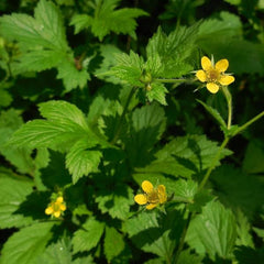 Echte Nelkenwurz [Geum urbanum]