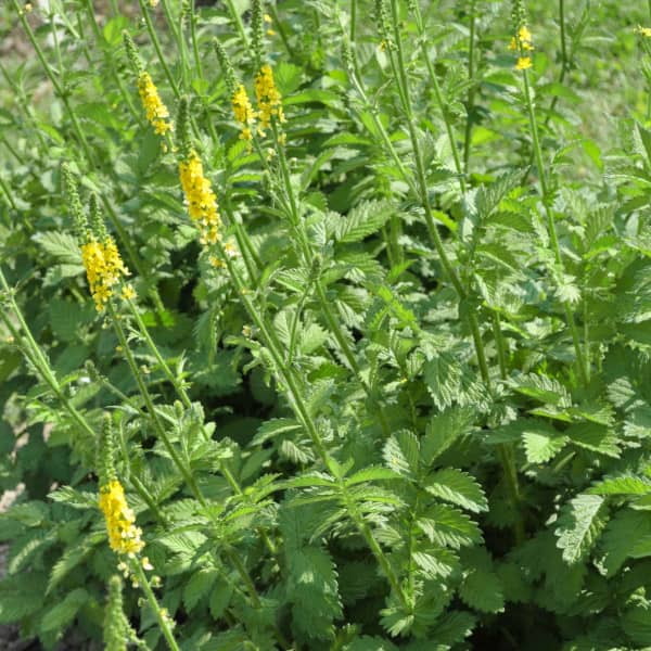 <tc>Common Agrimony [Agrimonia eupatoria]</tc>