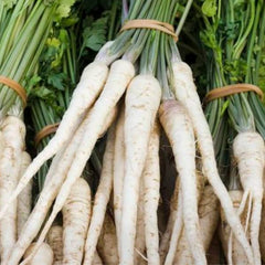 Parsley root Osborne [Petroselinum crispum]