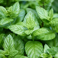 Peppermint [Mentha x piperita]