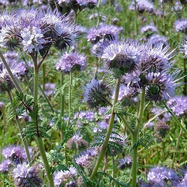 <tc>Phacelia - Bee Friend [Phacelia tanacetifolia]</tc>