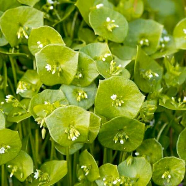 Winter Purslane [Claytonia perfoliata]