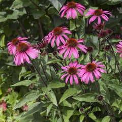 Purpur Sonnenhut [Echinacea purpurea]