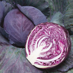 <tc>Red Cabbage Rodynda&nbsp;[Brassica oleracea convar. capitata var. rubra]</tc>