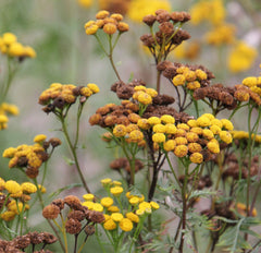 Rainfarn [Tanacetum vulgare]