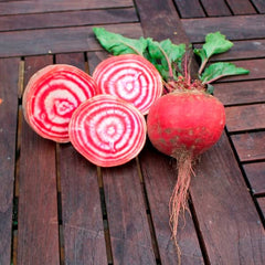 <tc>Beetroot Tonda di Chioggia [Beta vulgaris]</tc>