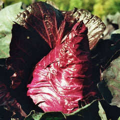 Roter Spitzkohl Kalibos [Brassica oleracea var. capitata f. alba]