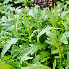 Rucola [Eruca sativa]