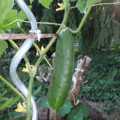 Salatgurke Tanja [Cucumis sativus]