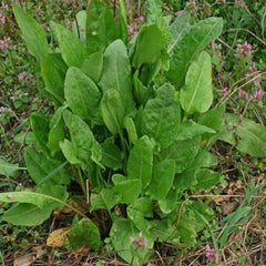 Sauerampfer [Rumex acetosa]