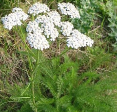 Schafgarbe [Achillea millefolium]