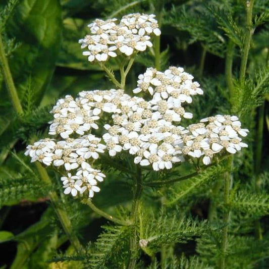 Schafgarbe [Achillea millefolium]