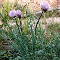 Schnittlauch Gonzales [Allium schoenoprasum]