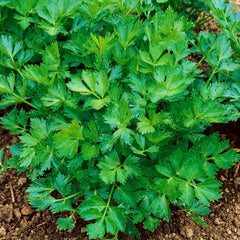 <tc>Cutting Celery Gewöhnlicher Schnitt [Apium graveolens var. secalinum]</tc>