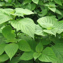 Grünblättrige Perilla - Shiso [Perilla frutescens]