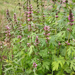 Siberian Motherwort - Marihuanilla [Leonurus sibiricus]