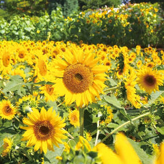 Sonnenblume - Gelbe Stammform [Helianthus annuus]