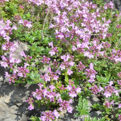 Teppich Thymian [Thymus serpyllum hort.]