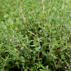 Thyme [Thymus vulgaris]