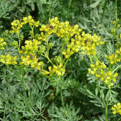 Rue - Herb of Grace [Ruta graveolens]