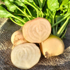 <tc>White Beetroot Albina Vereduna [Beta vulgaris]</tc>