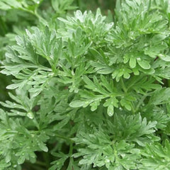 Wormwood [Artemisia absinthium]