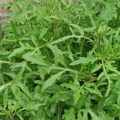 Wild Rocket [Diplotaxis tenuifolia]