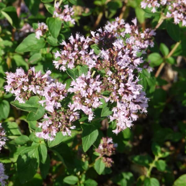 <tc>Wild Oregano [Origanum vulgare]</tc>