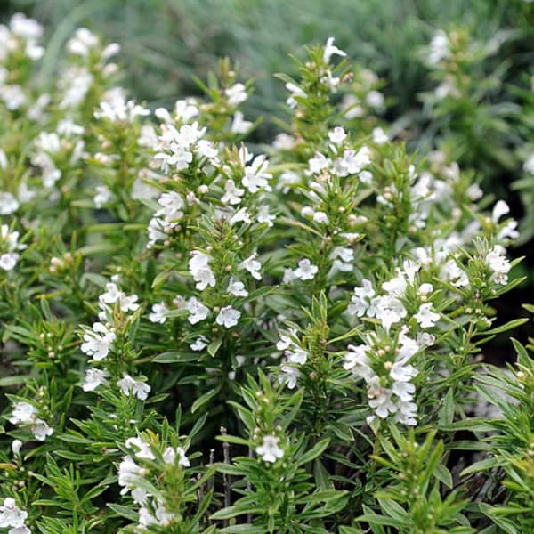 <tc>Mountain Savory - Winter Savory [Satureja montana]</tc>