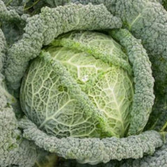 Savoy Smaragd [Brassica oleracea convar. capitata var. sabauda]