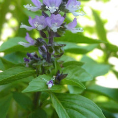 <tc>Cinammon Basil [Ocimum basilicum var. cinnamomum]</tc>