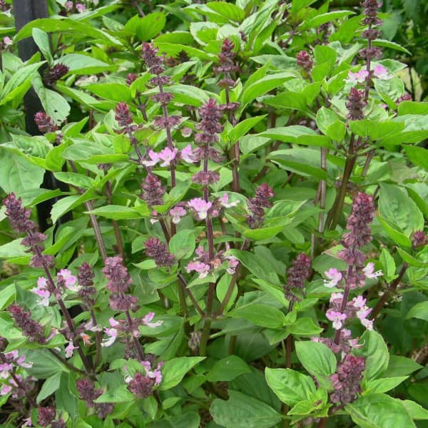 <tc>Basil Cinammon [Ocimum basilicum var. cinnamomum]</tc>