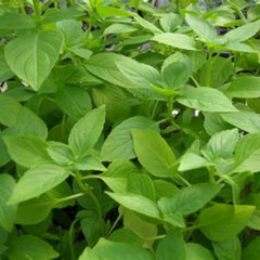 <tc>Lemon Basil [Ocimum americanum citriodorum]</tc>