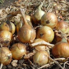 Zwiebel Ailsa Craig [Allium cepa]